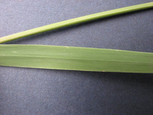 Side-Oats Grama (Bouteloua curtipendula)