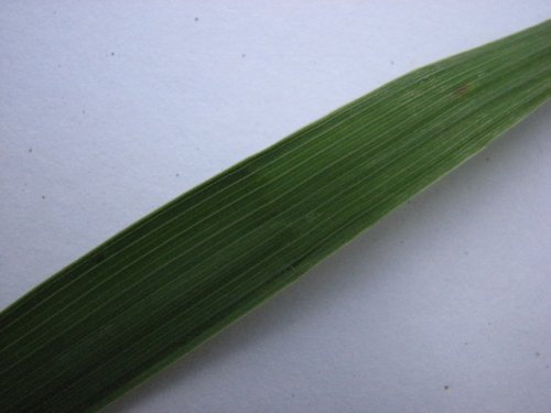 Smooth Brome (Bromus inermis)