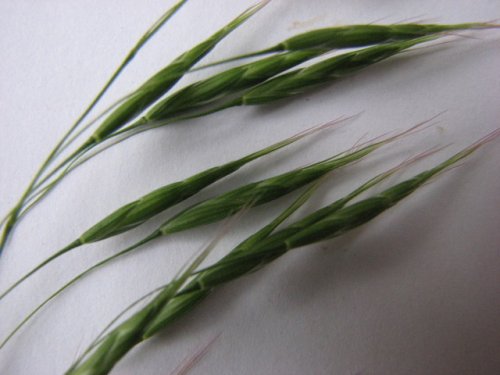 Japanese Brome (Bromus japonicus)