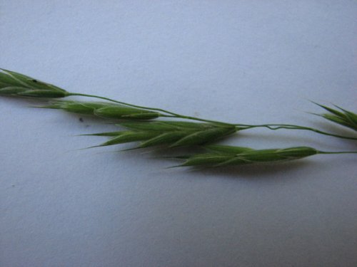 Canada Brome (Bromus pubescens)