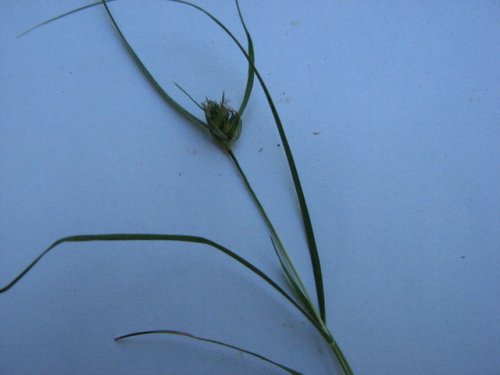 Buffalo Grass (Buchloe dactyloides)