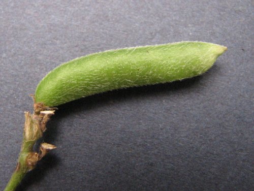 Trailing Wild Bean (Strophostyles helvolus)