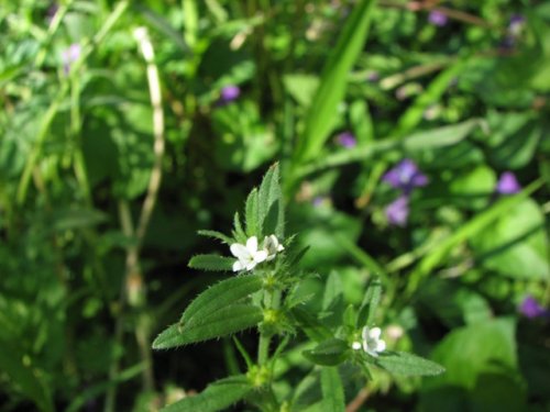 Corn Gromwell (Lithospermum arvense)