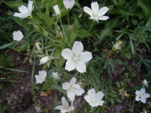 Pink Poppy Mallow (Callirhoe alcaeoides)