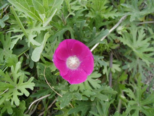 Purple Poppy Mallow (Callirhoe involucrata)