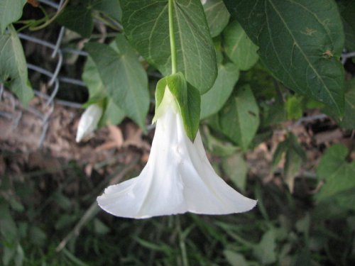 Common Hedge Bindweed (Calystegia sepium)