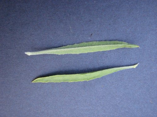 Toothed Evening Primrose (Calylophus serrulatus)