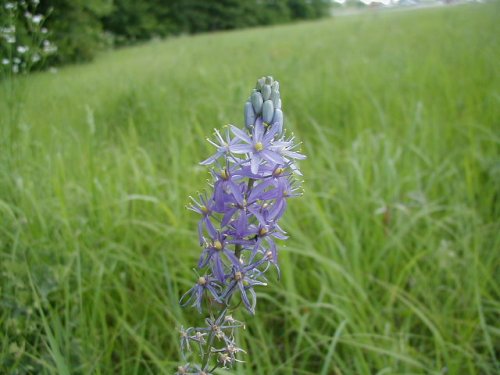 Wild Hyacinth (Camassia angusta)