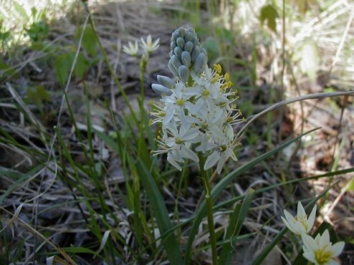 Wild Hyacinth (Camassia scilloides)