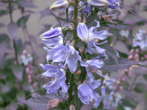 American Bellflower (Campanula americana)