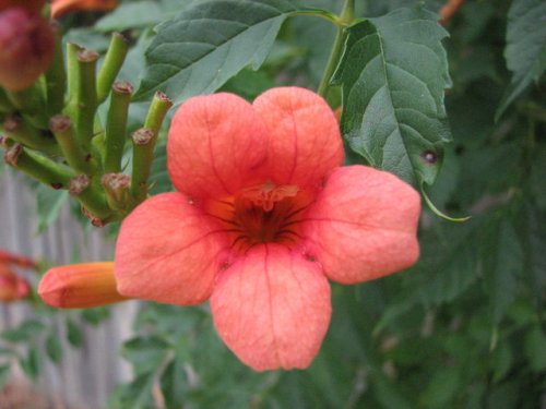 Trumpet Creeper (Campsis radicans)