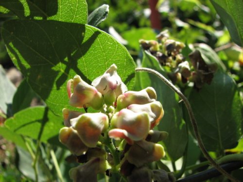 American Potato Bean (Apios americana)