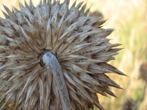 Musk Thistle (Carduus nutans)