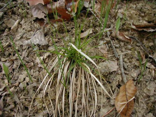 Whitetinge Sedge (Carex albicans)