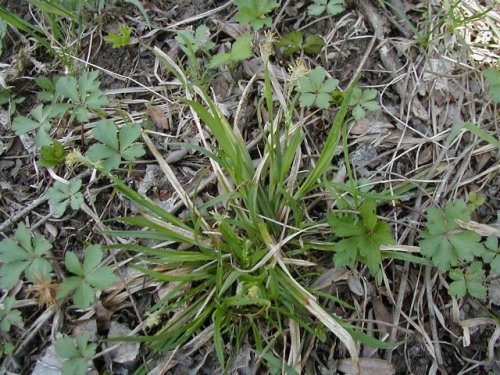 Eastern Woodland Sedge (Carex blanda)