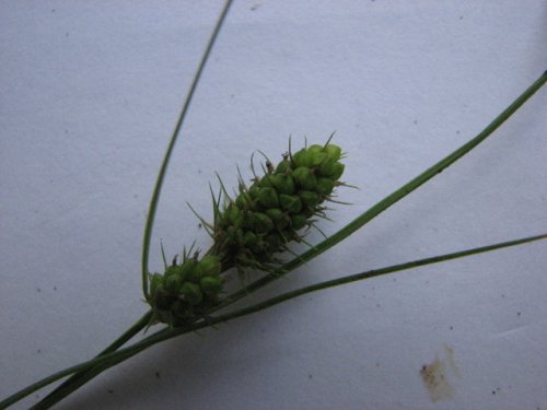 Bushes Sedge (Carex bushii)