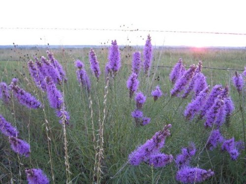 Eastern Dotted Gayfeather (Liatris mucronata)