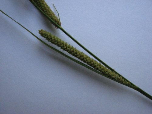 Emory Sedge (Carex emoryi)