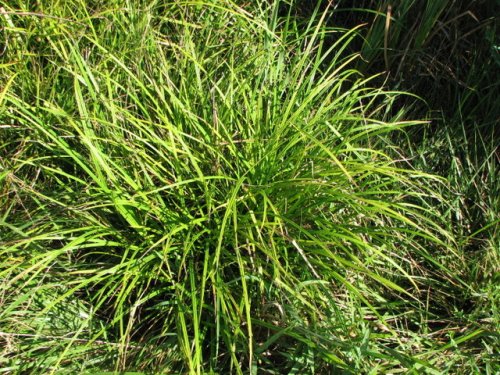 Franks Sedge (Carex frankii)