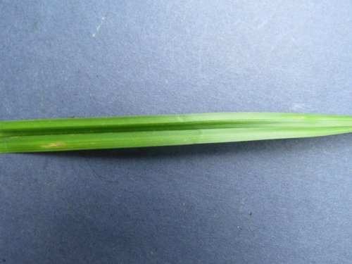 Grays Sedge (Carex grayi)