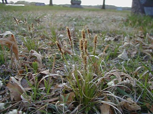 Sun Sedge (Carex inops)