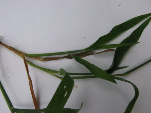 Hairy Crabgrass (Digitaria sanguinalis)