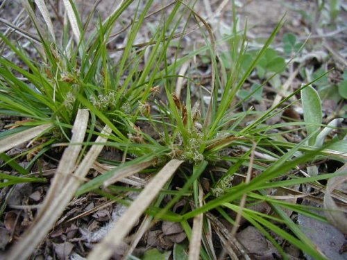 Low Sedge (Carex umbellata)