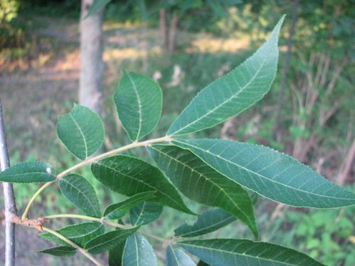 Bitternut Hickory (Carya cordiformis)