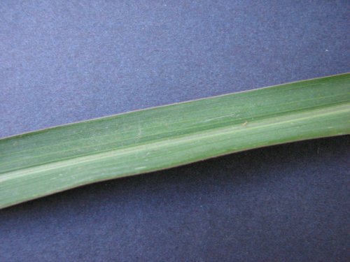 Barnyard Grass (Echinochloa crus-galli)