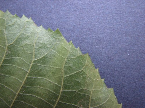 Shellbark Hickory (Carya laciniosa)