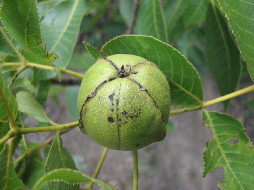 Shagbark Hickory (Carya ovata)