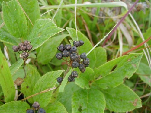 American New Jersey Tea (Ceanothus americanus)