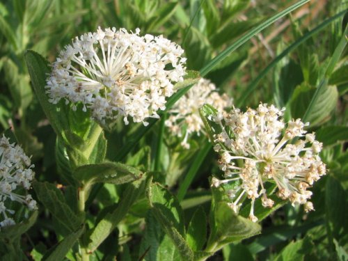 Inland New Jersey Tea (Ceanothus herbaceus)