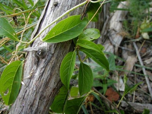 American Bittersweet (Celastrus scandens)