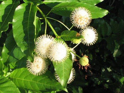 Buttonbush (Cephalanthus occidentalis)