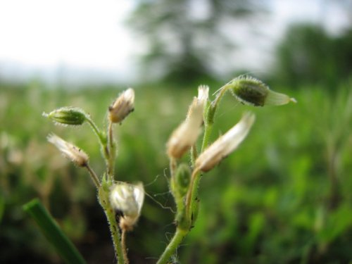 Shortstalk Mouse-ear Chickweed (Cerastium brachypodum)