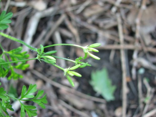 Wild Chervil (Chaerophyllum procumbens)