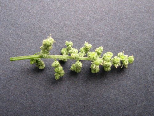 Maple Leaf Goosefoot (Chenopodium simplex)