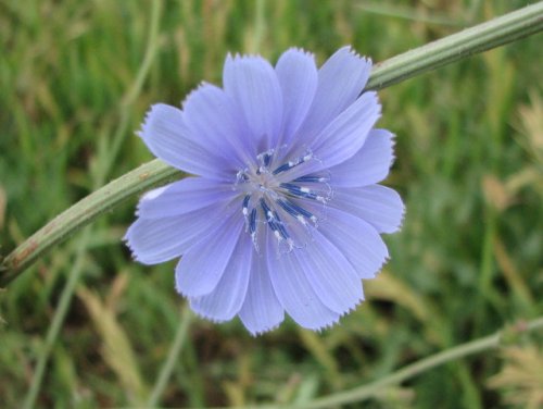 Chicory (Cichorium intybus)