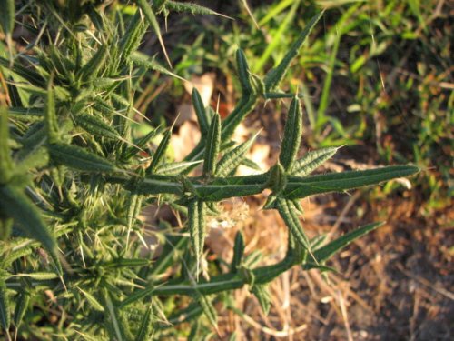 Bull Thistle (Cirsium vulgare)