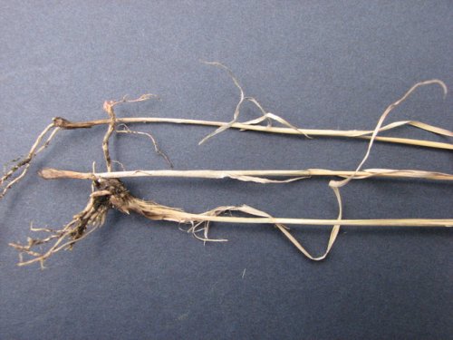 Plains Muhly (Muhlenbergia cuspidata)