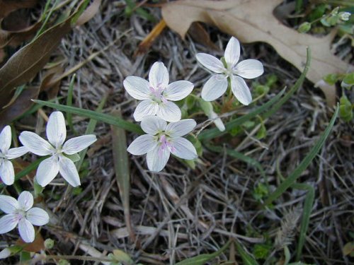 Spring Beauty (Claytonia virginica)