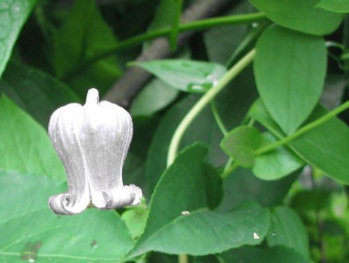 Pitcher's Leather Flower (Clematis pitcheri)