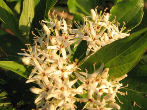 Swamp Dogwood (Cornus amomum)