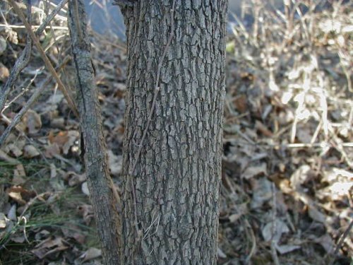 Rough-leaved Dogwood (Cornus drummondii)