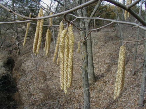 American Hazelnut (Corylus americana)