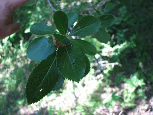 Cockspur Hawthorn (Crataegus crus-galli)