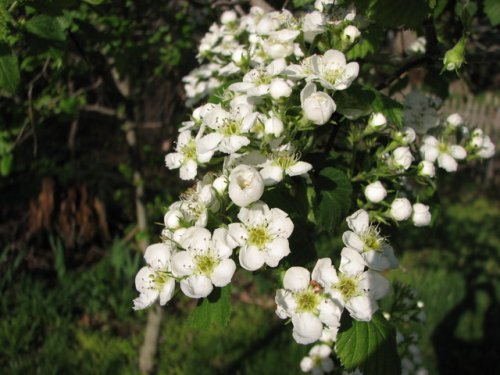 Downy Hawthorn (Crataegus mollis)