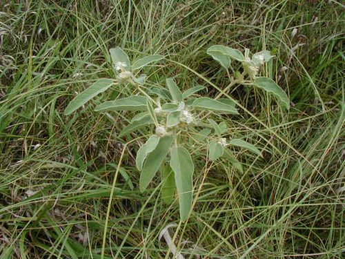 Wooly Croton (Croton capitatus)