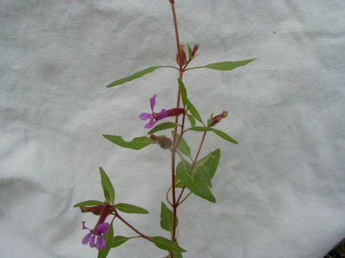 Blue Waxweed (Cuphea viscosissima)